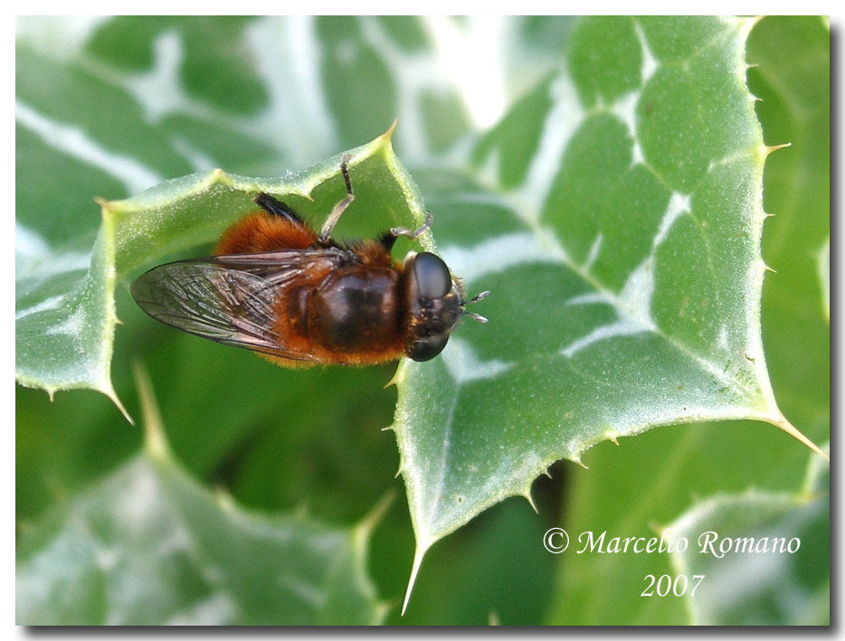 Album di ditteri fotografati in Sicilia nel 2007